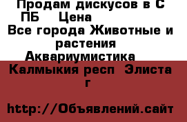 Продам дискусов в С-ПБ. › Цена ­ 3500-4500 - Все города Животные и растения » Аквариумистика   . Калмыкия респ.,Элиста г.